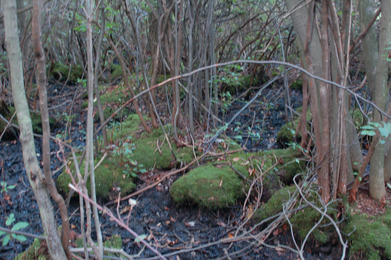 Red Maple - Magnolia Palustrine Forest, Delhaas Woods, Delhaas Woods